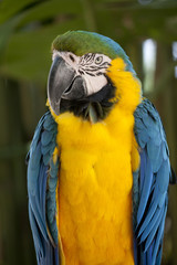 Blue-and-yellow Macaw