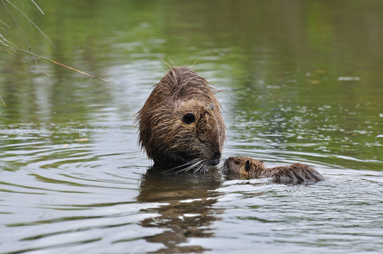 1 053 Best Ragondin Images Stock Photos Vectors Adobe Stock