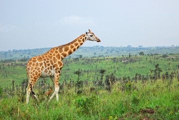 Giraffe in the african savannah, Uganda