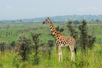 Giraffe in the african savannah, Uganda