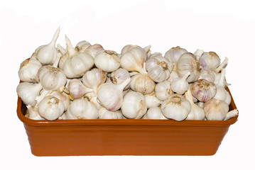 garlic