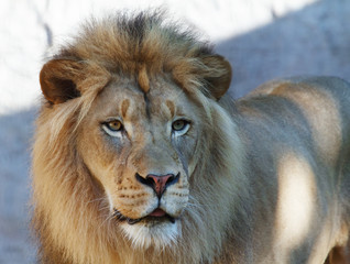 Lion looking right