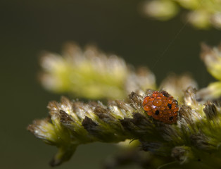 Biedronka siedmiokropka Coccinella septempunctata © Gucio_55