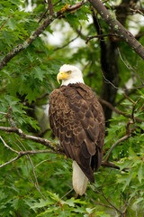 Wild Bald Eagle Perched in Tree