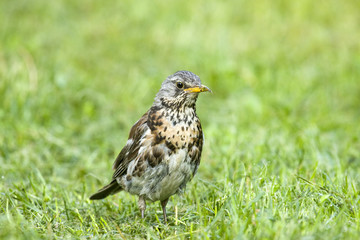 Song Thrush (Turdus philomelos)