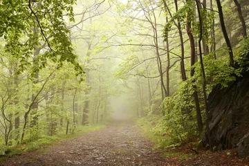  Path through misty spring forest © Aniszewski