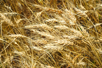 Wheaten field background