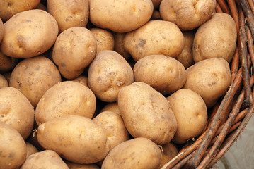 potato crop in a basket