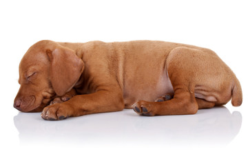 cute vizsla puppy sleeping