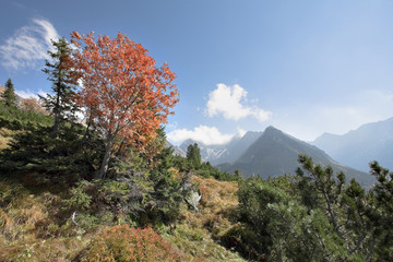 Colorful autumn forest in the mountains
