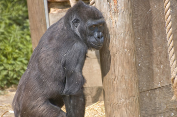 Young Gorilla