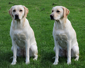 labrador sisters