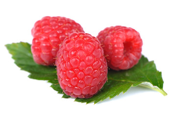 Himbeere - rubus idaeus