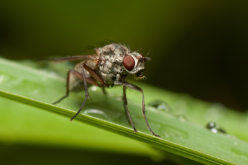 Low DOF photo of fly on a grass straw