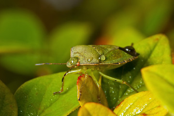 Green shieldbug with rain drops on the back