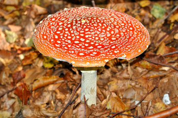 Fly Agaric (Amanita muscaria)
