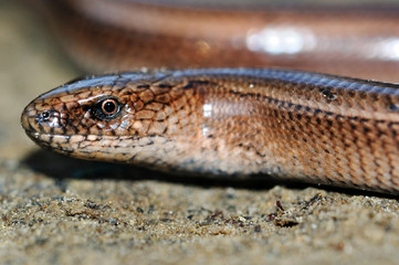 Slow worm lizard on sand