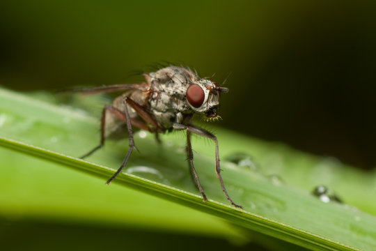 Low DOF photo of fly on a grass straw