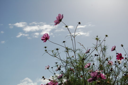 Fleur champetre
