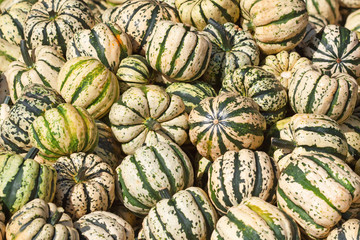 Fototapeta na wymiar Colorful pumpkins