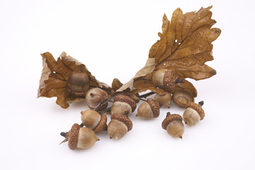 Eichenlaub und Eicheln 1