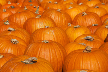 Colorful pumpkins