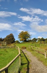 Farm paddock
