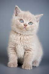 Naklejka na ściany i meble British kitten on grey backgrounds