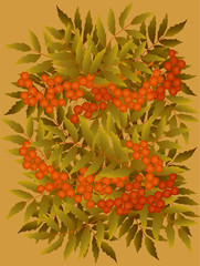 decorative card with branch of  rowanberry