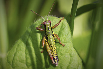 Grasshopper with one leg sitting on a leaf