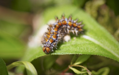 Caterpillar on a leaf
