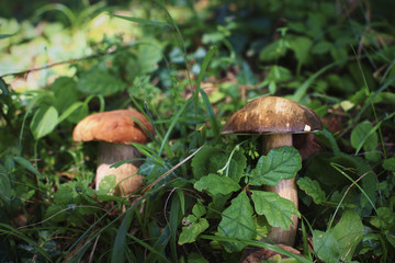 Penny bun mushroom or a cep in the woods