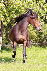 Fototapeta premium American Trotter
