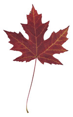 Autumn maple leaf