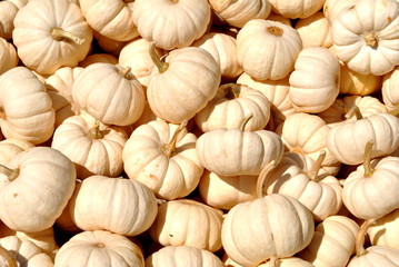 Fototapeta premium White Pumpkins Background