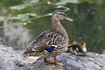 Female Mallard duck
