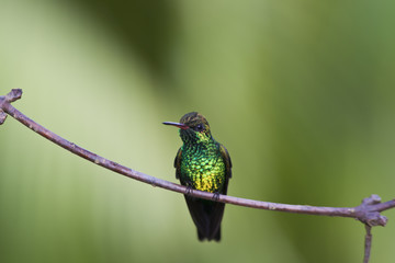 Canivet's Emerald (Chlorostilbon canivetii), male hunningbird