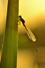 libellule au soleil couchant