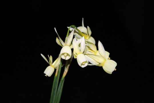 Narciso silvestre (narcissus triandrus)