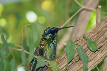 COLIBRI'
