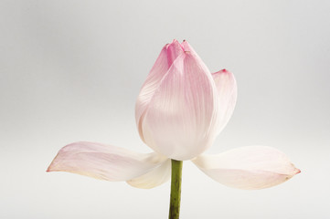 Lotus Blüte