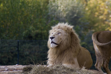 White lion (Panthera leo krugeri)