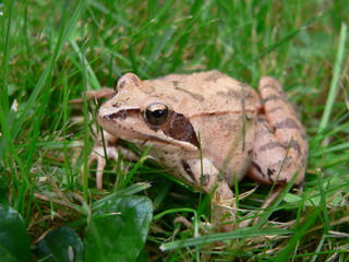 grenouille dans le jardin
