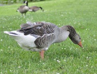 wild goose