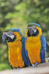 ルリコンゴウインコ