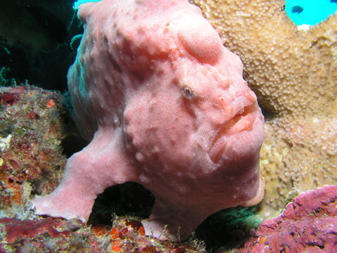 Riesen Anglerfisch Giant Anglerfish Antennarius commersoni