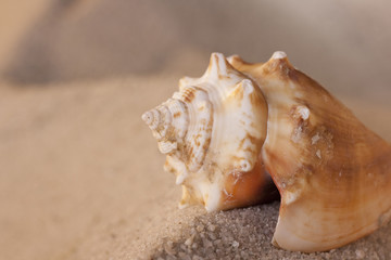 Shell