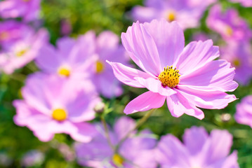 Obraz premium ピンクのコスモスの花