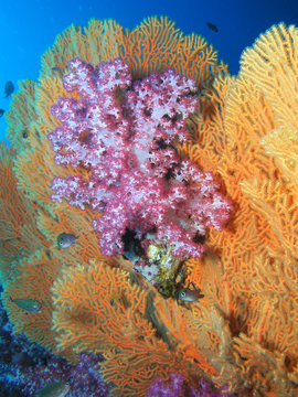 Weichkorallen dendronephthya hemprichi und melithaea ochracea