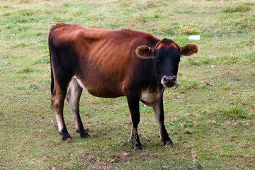 Cow VIII
